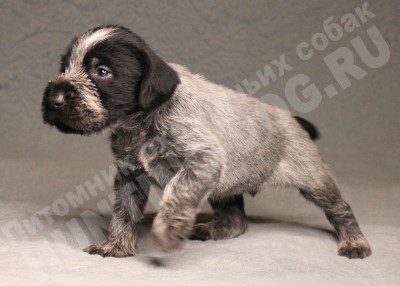 Щенок дратхаар